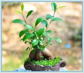 室内植物养护的五大要点是什么