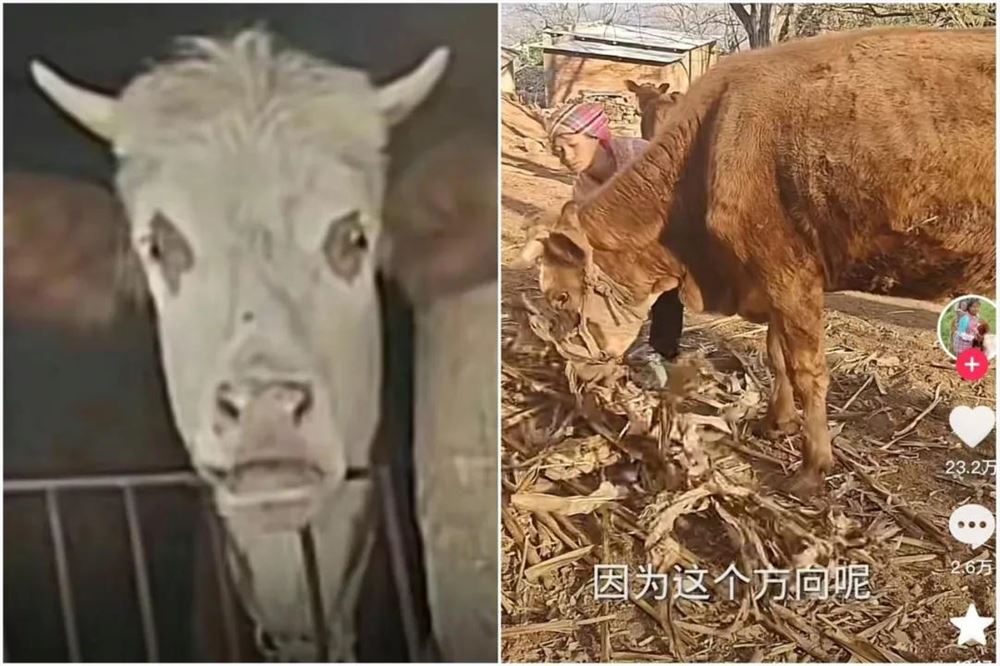 娟子倒了，英子塌了，草根网红“行路难”