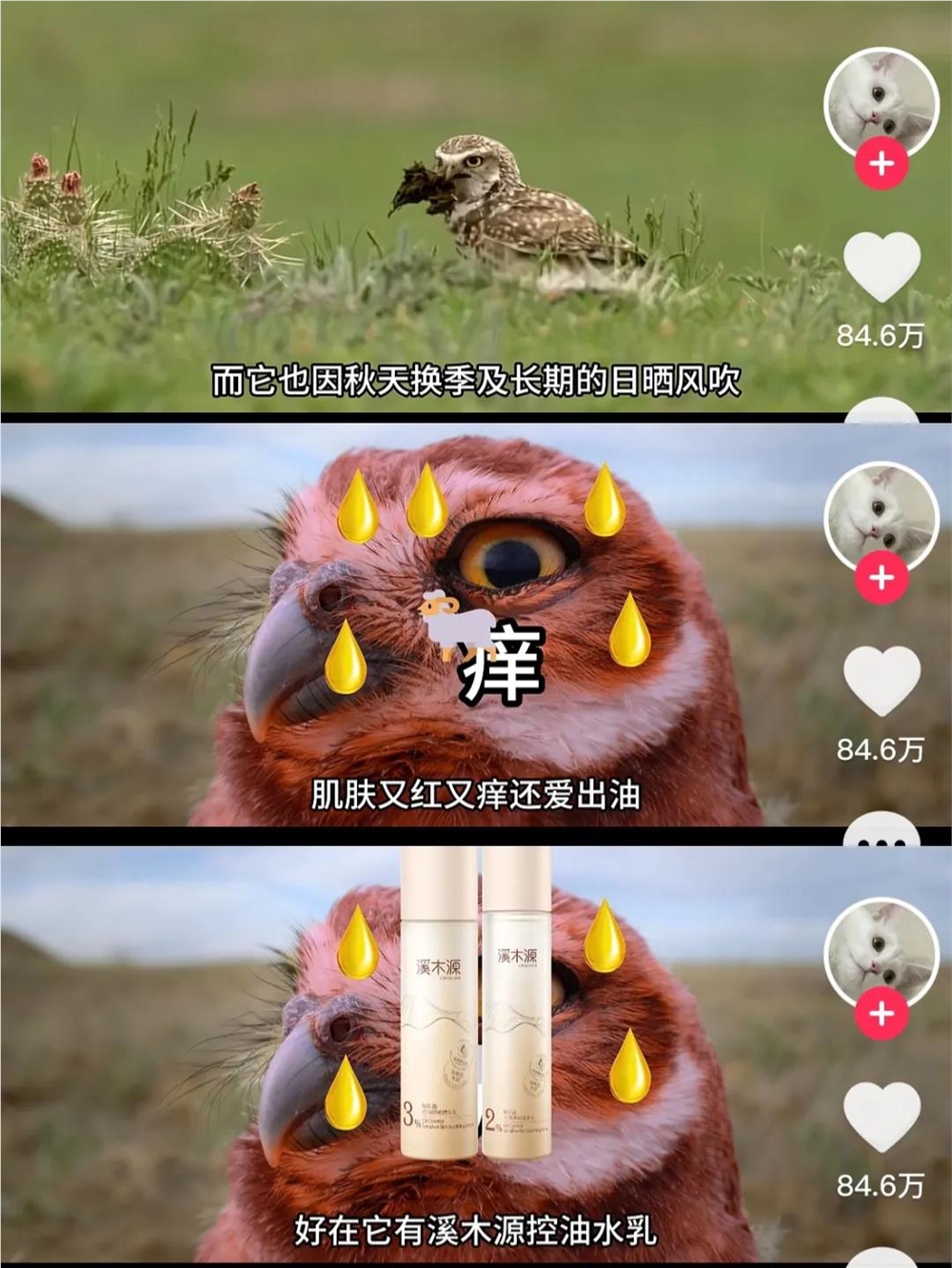 揭秘@维C动物园：一年涨粉超300万，科普视频也能做出圈？|金腰带