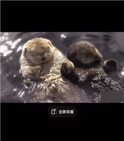 揭秘@维C动物园：一年涨粉超300万，科普视频也能做出圈？|金腰带