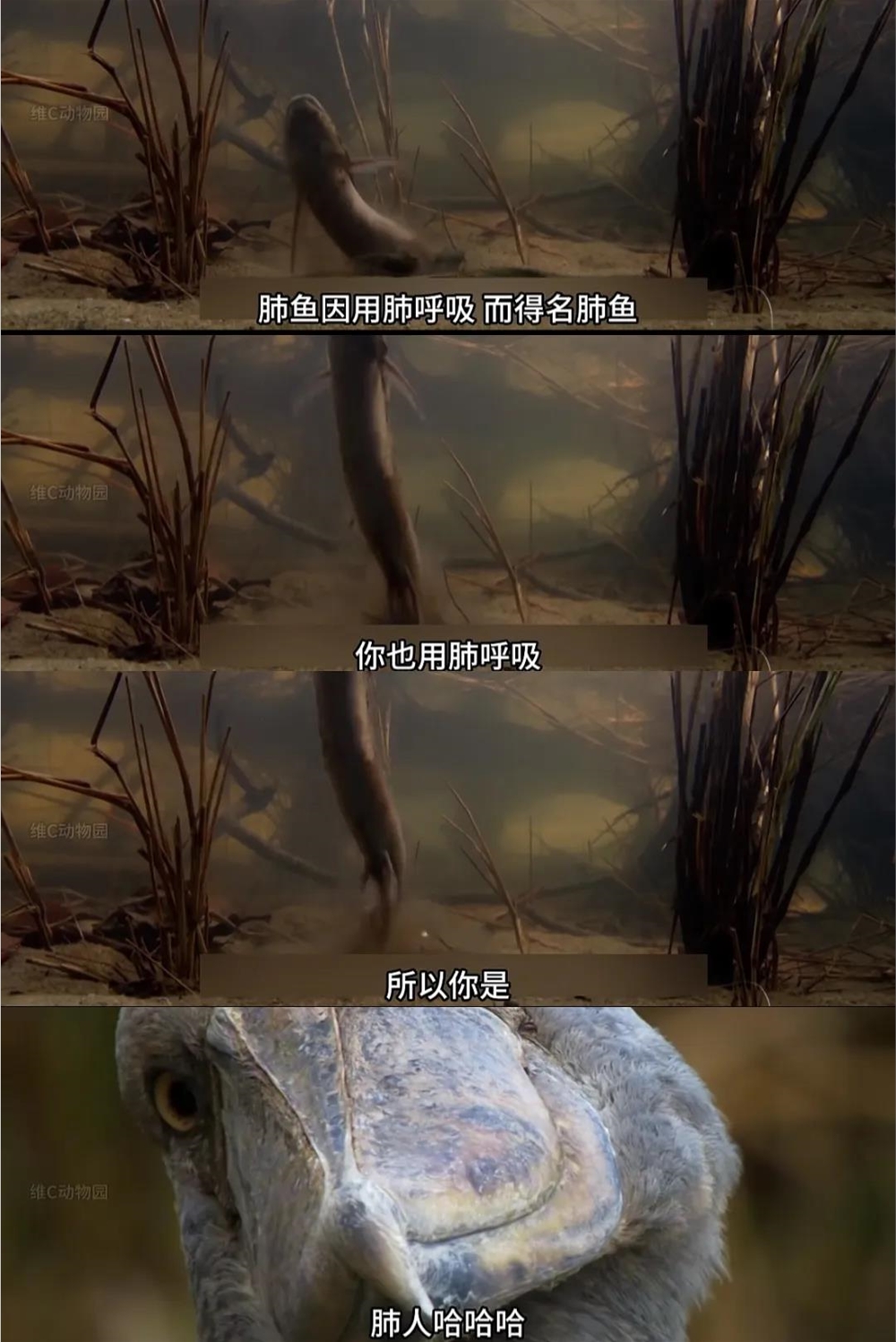 揭秘@维C动物园：一年涨粉超300万，科普视频也能做出圈？|金腰带