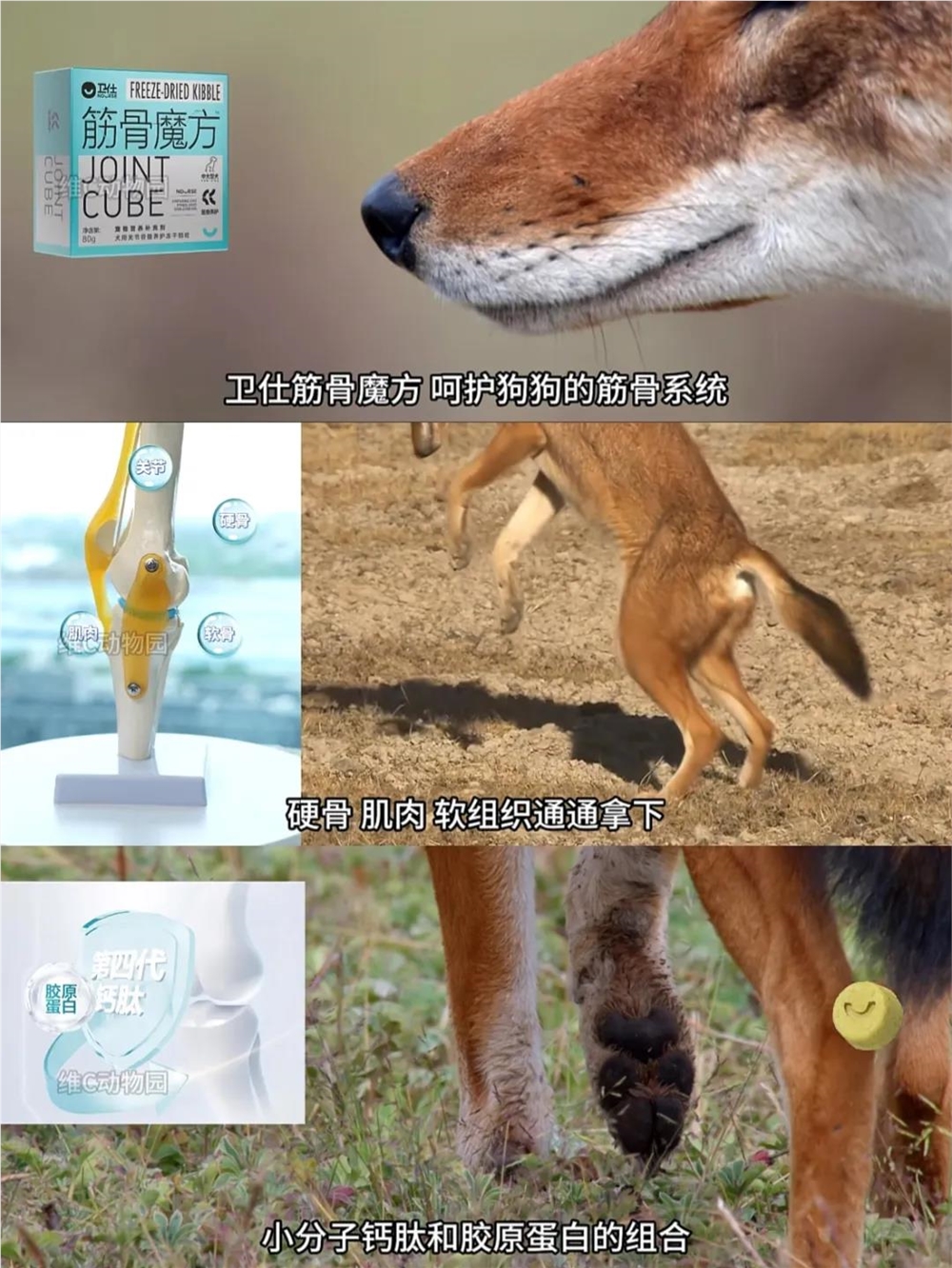揭秘@维C动物园：一年涨粉超300万，科普视频也能做出圈？|金腰带