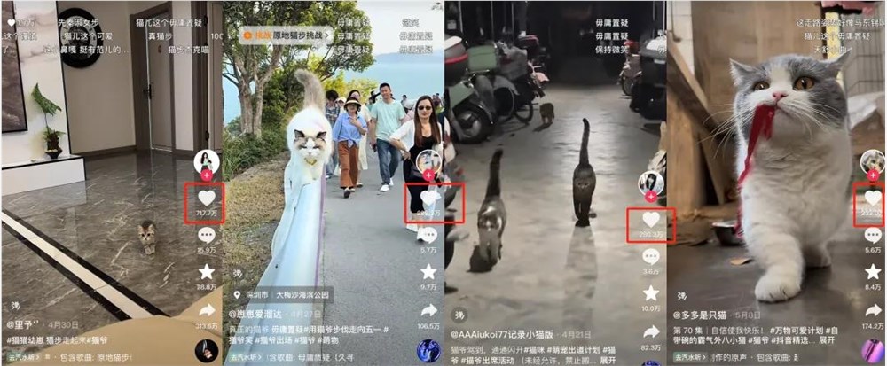 30天涨粉193万，全民模仿的“原地猫步”是怎么走红的？