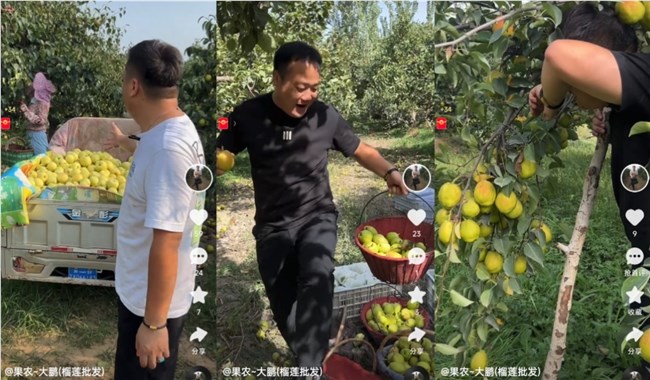 从码农到果农：追着应季水果跑的“候鸟”主播